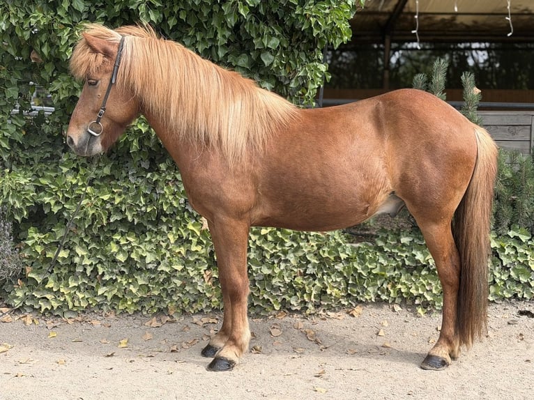 Islandpferd Wallach 13 Jahre 140 cm Fuchs in Bad Honnef