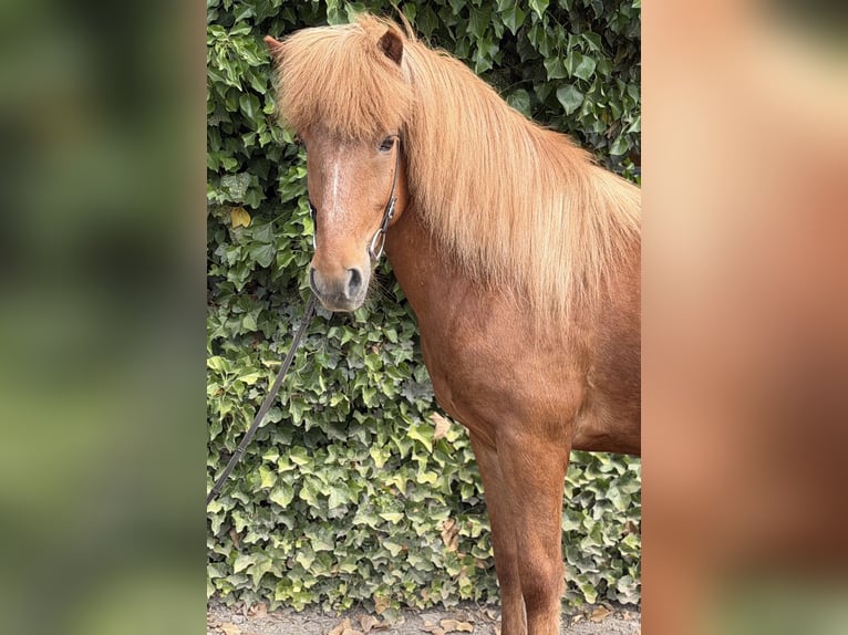Islandpferd Wallach 13 Jahre 140 cm Fuchs in Bad Honnef