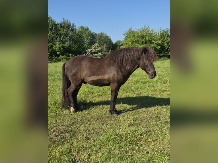 Islandpferd Wallach 13 Jahre 140 cm Rappe in Hörup