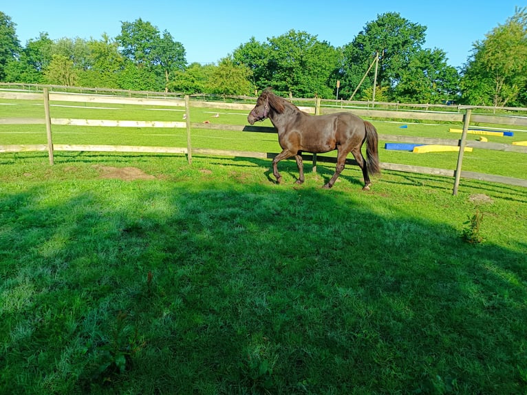 Islandpferd Wallach 13 Jahre 140 cm Rappe in Hörup