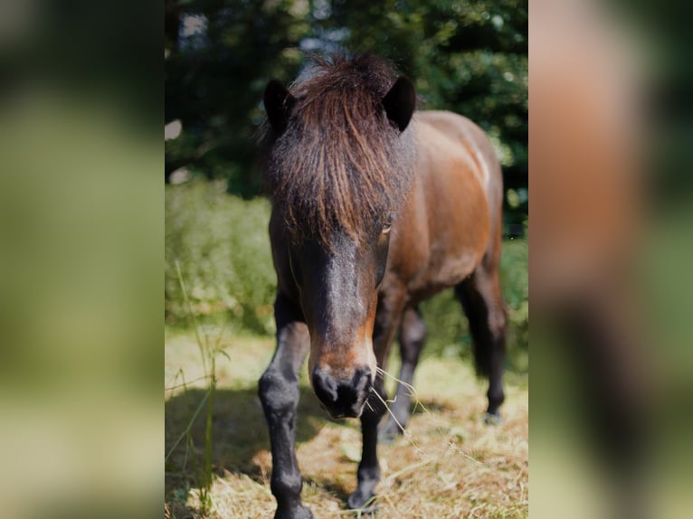 Islandpferd Wallach 13 Jahre 142 cm Brauner in Witten