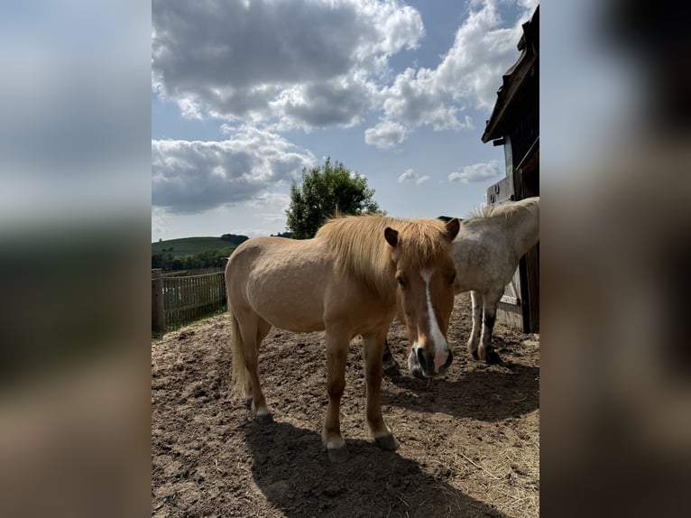Islandpferd Wallach 13 Jahre 142 cm Falbe in Helsa