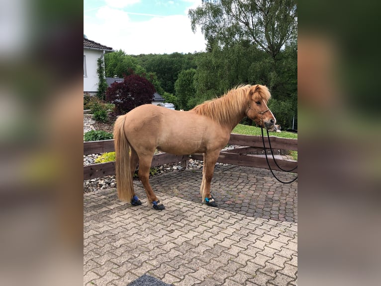 Islandpferd Wallach 13 Jahre 142 cm Falbe in Helsa