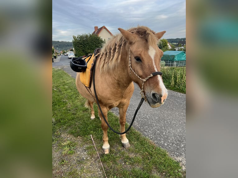 Islandpferd Wallach 13 Jahre 142 cm Falbe in Helsa