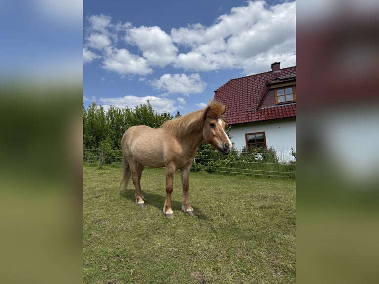 Islandpferd Wallach 13 Jahre 142 cm Falbe in Helsa