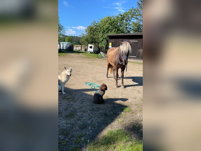 Islandpferd Wallach 13 Jahre 142 cm Falbe in Postbauer-Heng