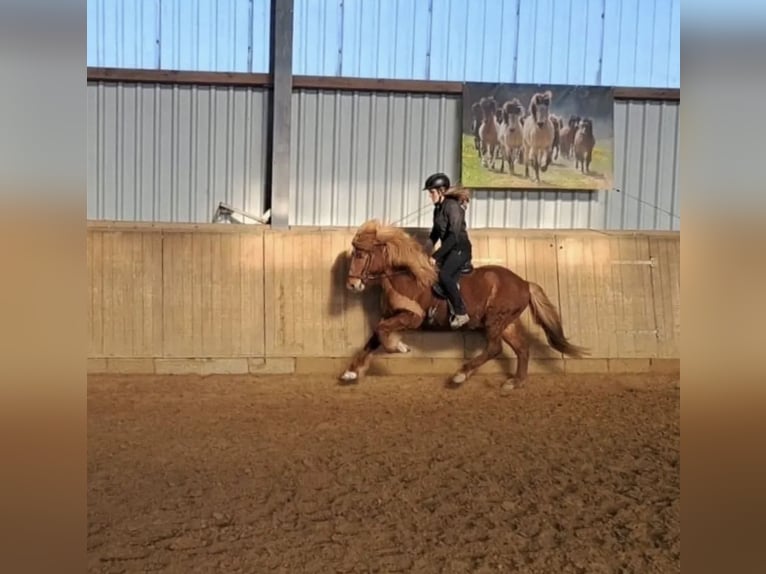 Islandpferd Wallach 13 Jahre 142 cm Fuchs in Nidda