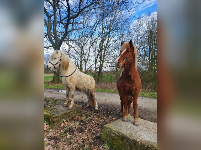 Islandpferd Wallach 13 Jahre 142 cm Schimmel in Greven