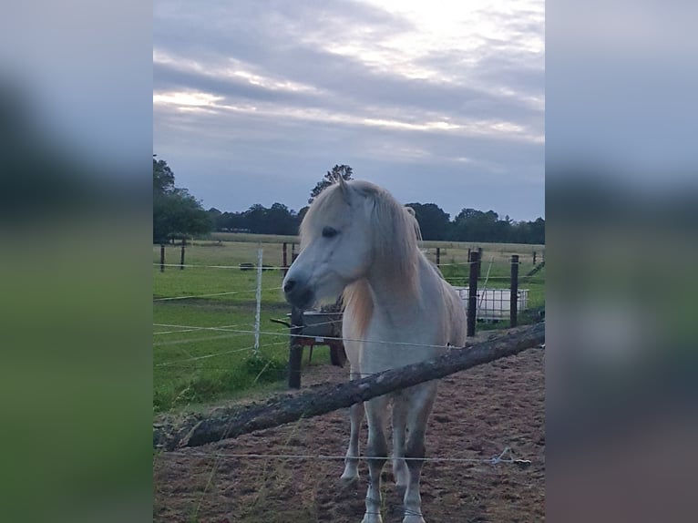 Islandpferd Wallach 13 Jahre 142 cm Schimmel in Greven