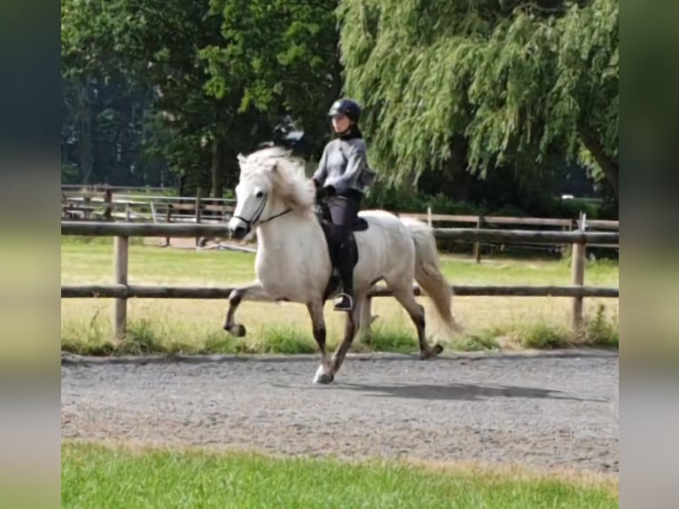 Islandpferd Wallach 13 Jahre 142 cm Schimmel in Greven