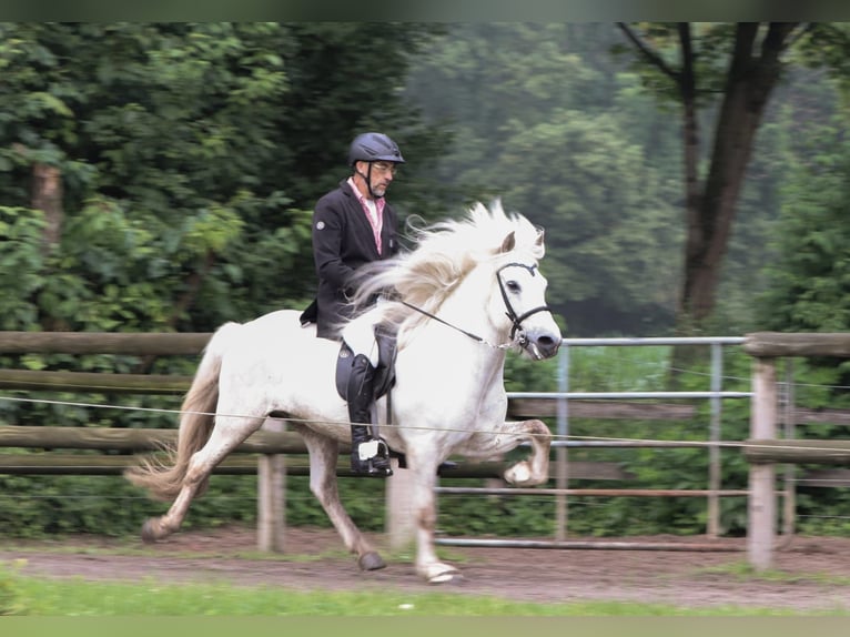 Islandpferd Wallach 13 Jahre 142 cm Schimmel in Greven