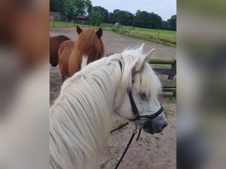 Islandpferd Wallach 13 Jahre 142 cm Schimmel in Greven