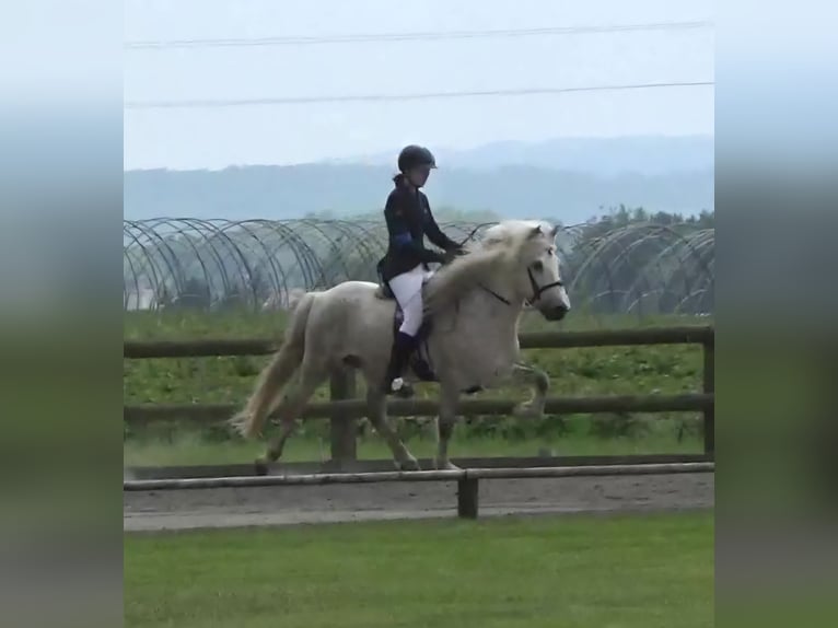 Islandpferd Wallach 13 Jahre 142 cm Schimmel in Greven