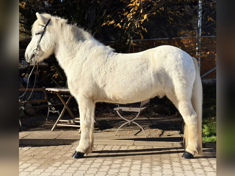 Islandpferd Wallach 13 Jahre 144 cm Schimmel in Lochen am See