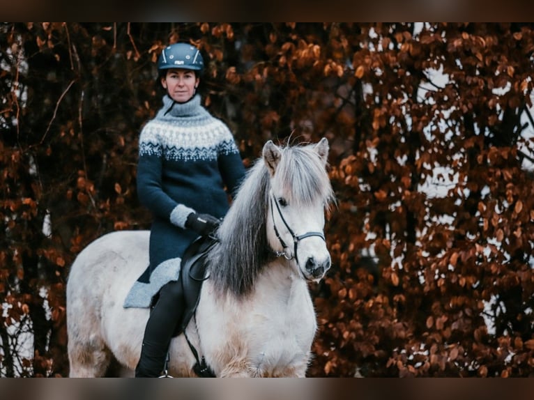 Islandpferd Wallach 13 Jahre 144 cm Schimmel in Taufkirchen an der Trattnach