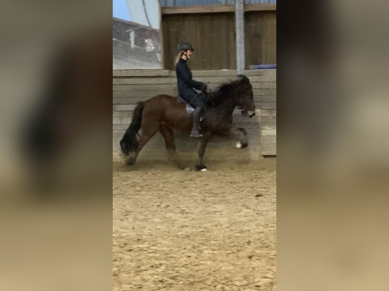 Islandpferd Wallach 13 Jahre 145 cm Brauner in Elsoff