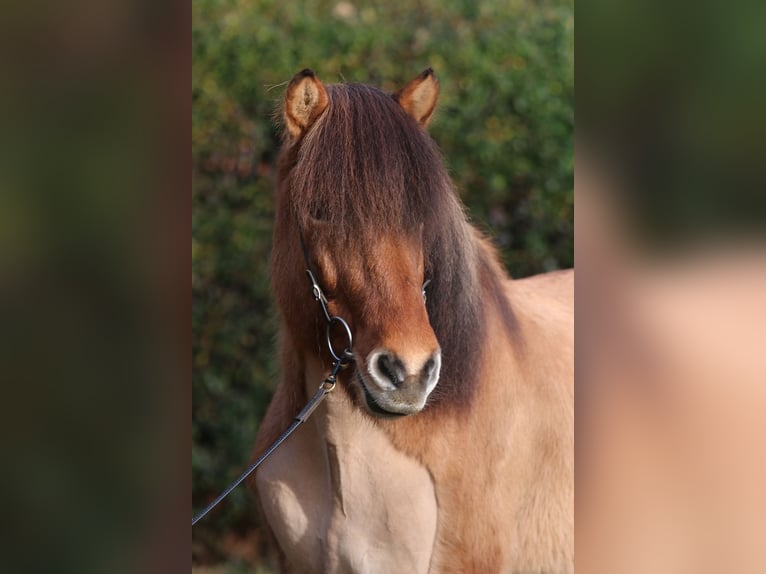 Islandpferd Wallach 13 Jahre 145 cm Falbe in Dohm-Lammersdorf