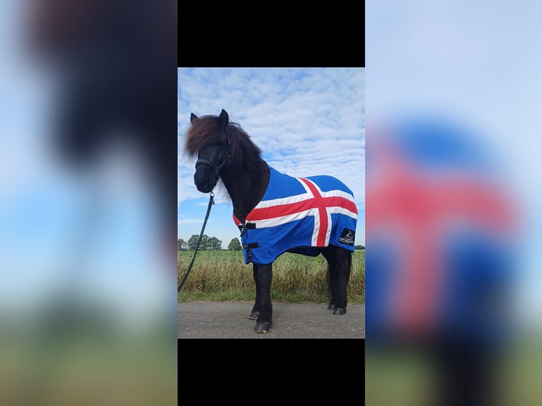 Islandpferd Wallach 13 Jahre 145 cm Rappe in Nienburg (Weser)
