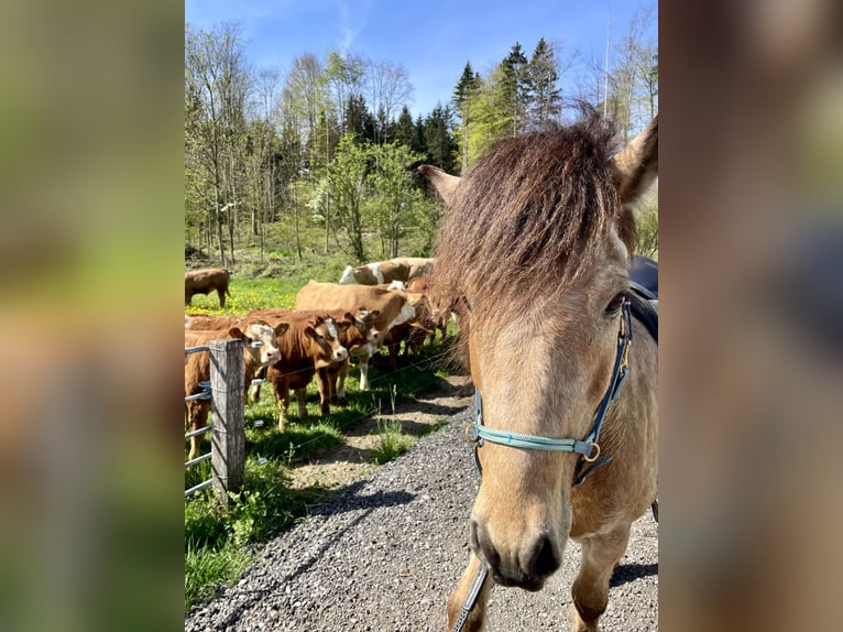 Islandpferd Wallach 13 Jahre 146 cm  in Buch bei Frauenfeld
