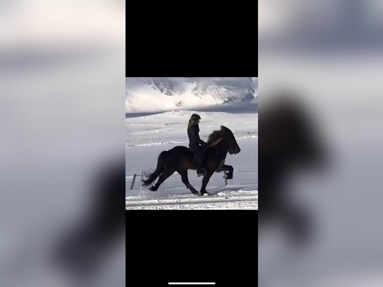 Islandpferd Wallach 13 Jahre 148 cm Rappe in Hellu