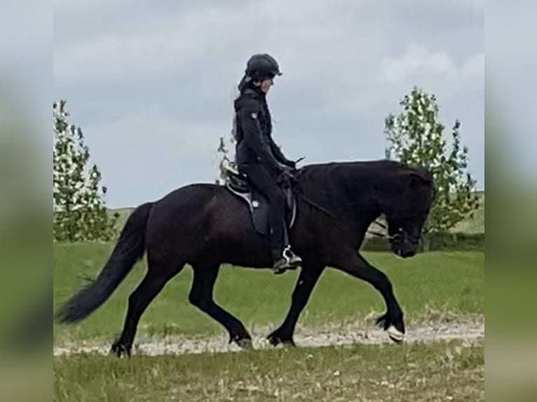 Islandpferd Wallach 13 Jahre 148 cm Rappe in Hellu