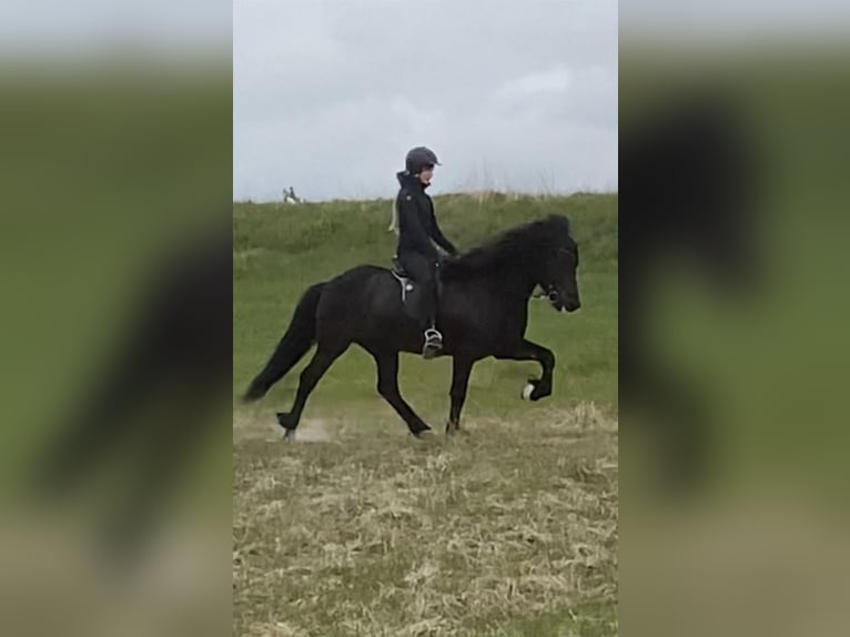 Islandpferd Wallach 13 Jahre 148 cm Rappe in Hellu