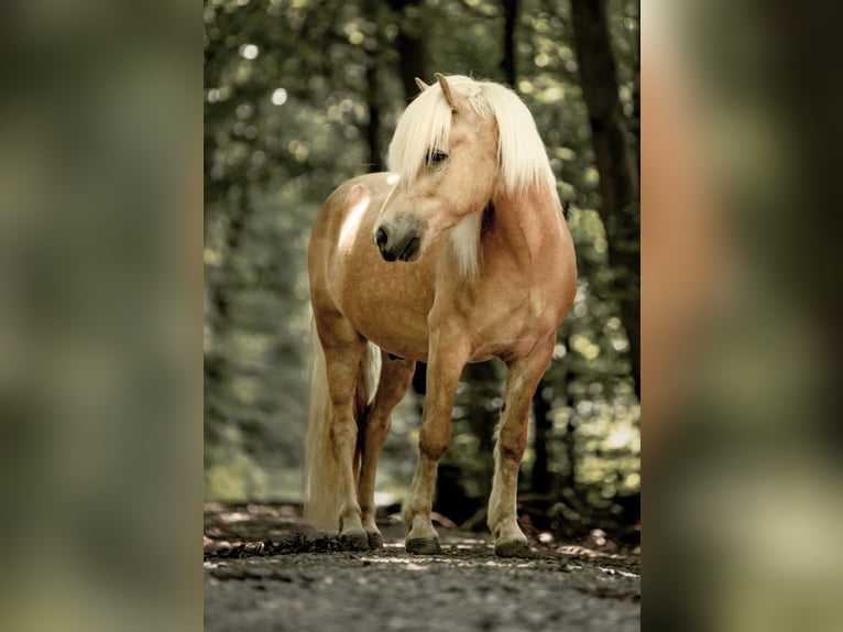 Islandpferd Wallach 13 Jahre in München-Lochhausen