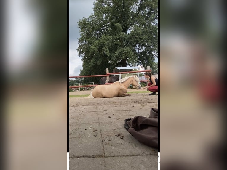 Islandpferd Wallach 13 Jahre in München-Lochhausen