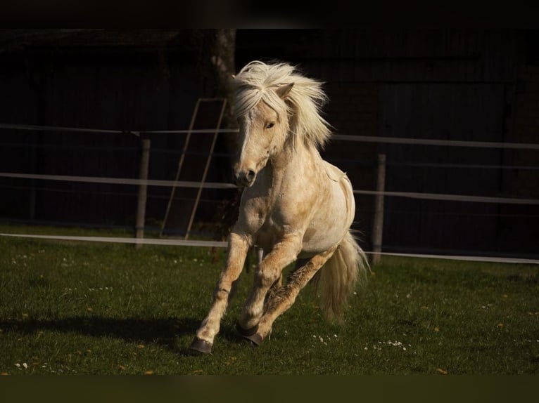 Islandpferd Wallach 13 Jahre in München-Lochhausen