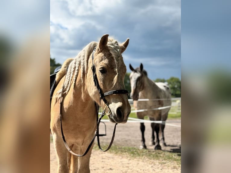 Islandpferd Wallach 13 Jahre in München-Lochhausen