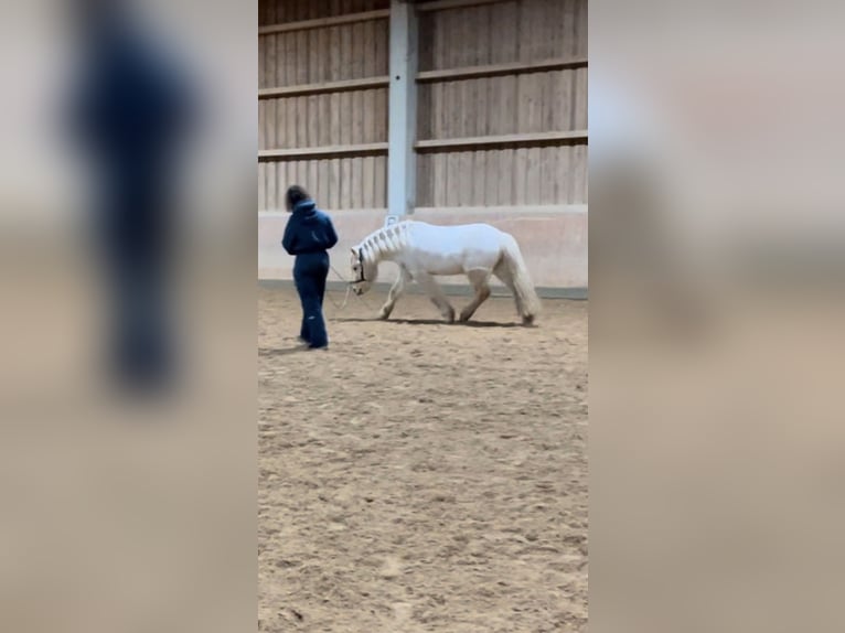 Islandpferd Wallach 13 Jahre in München-Lochhausen