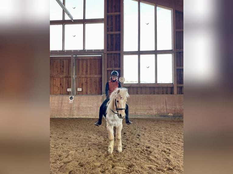 Islandpferd Wallach 13 Jahre in München-Lochhausen