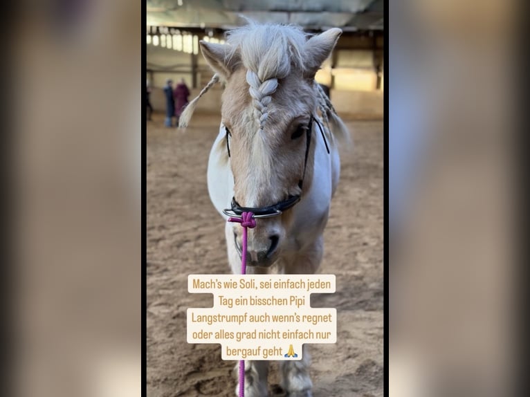 Islandpferd Wallach 13 Jahre in München-Lochhausen