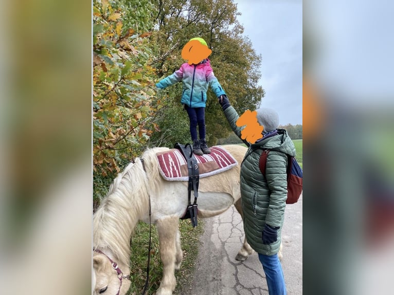 Islandpferd Wallach 13 Jahre in München-Lochhausen