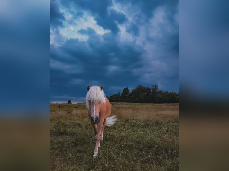 Islandpferd Wallach 13 Jahre in München-Lochhausen