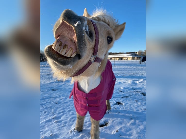 Islandpferd Wallach 13 Jahre in München-Lochhausen