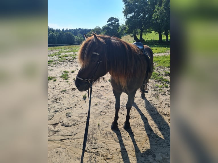 Islandpferd Wallach 14 Jahre 136 cm Schwarzbrauner in Egestorf