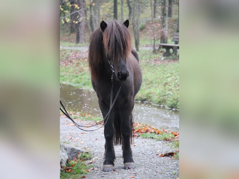 Islandpferd Wallach 14 Jahre 137 cm Rappe in Bad Feilnbach