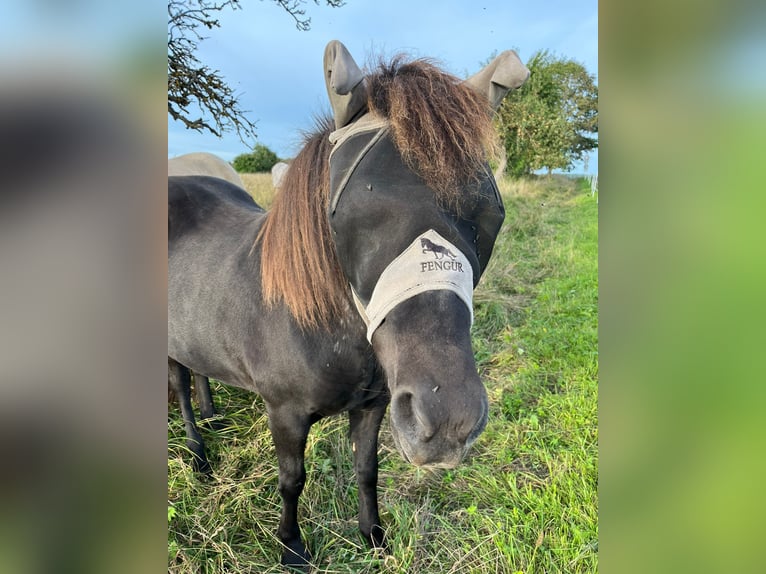 Islandpferd Wallach 14 Jahre 137 cm Rappe in Hafenlohr