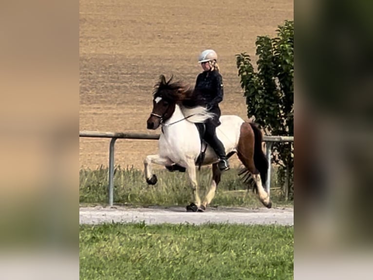 Islandpferd Wallach 14 Jahre 138 cm Schecke in Eutingen im Gäu