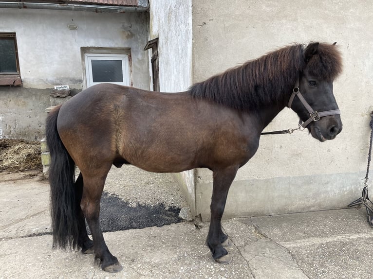 Islandpferd Wallach 14 Jahre 138 cm Schwarzbrauner in AltdorfAltdorf