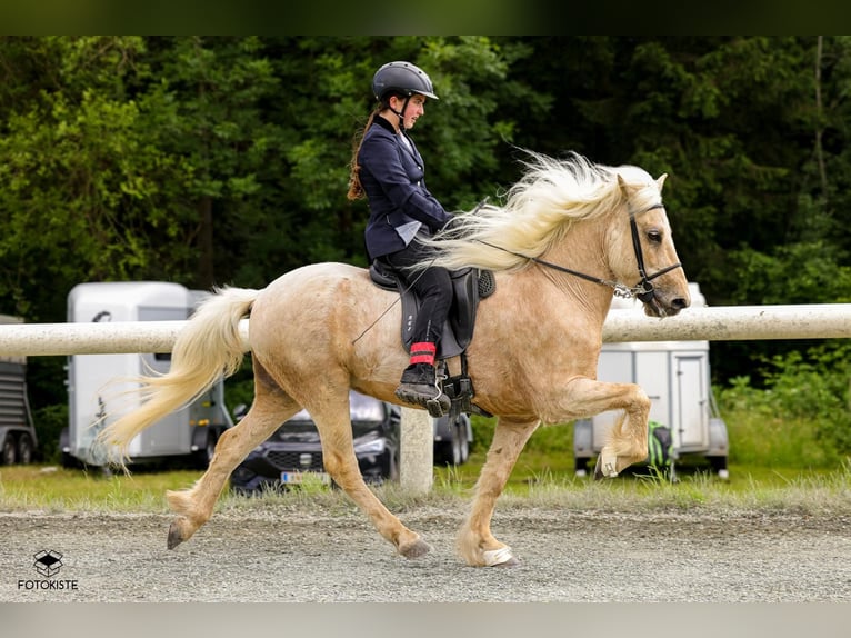 Islandpferd Wallach 14 Jahre 140 cm Falbe in Semriach