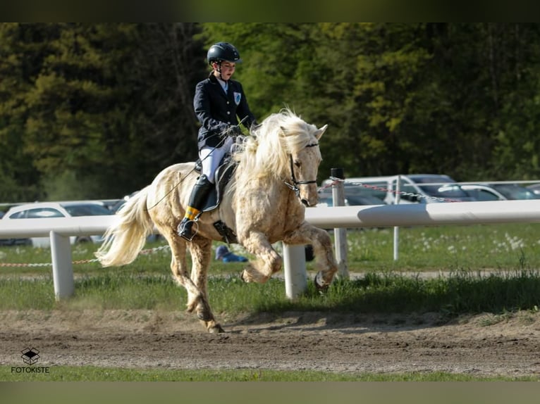 Islandpferd Wallach 14 Jahre 140 cm Falbe in Semriach