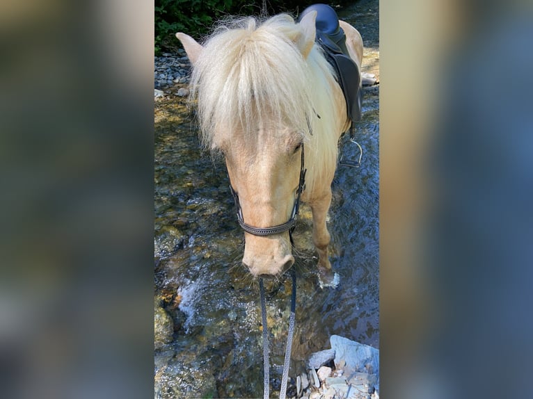 Islandpferd Wallach 14 Jahre 140 cm Falbe in Semriach