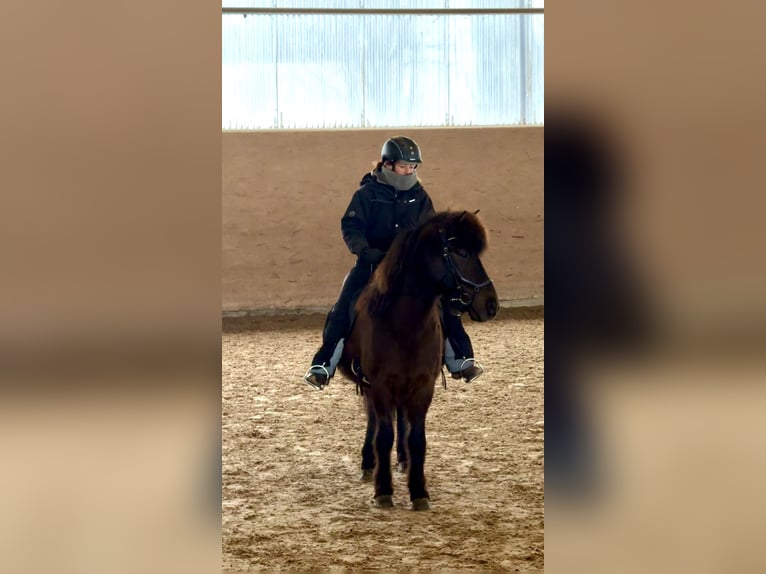 Islandpferd Wallach 14 Jahre 140 cm  in Kaufungen