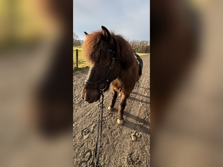 Islandpferd Wallach 14 Jahre 140 cm  in Kaufungen