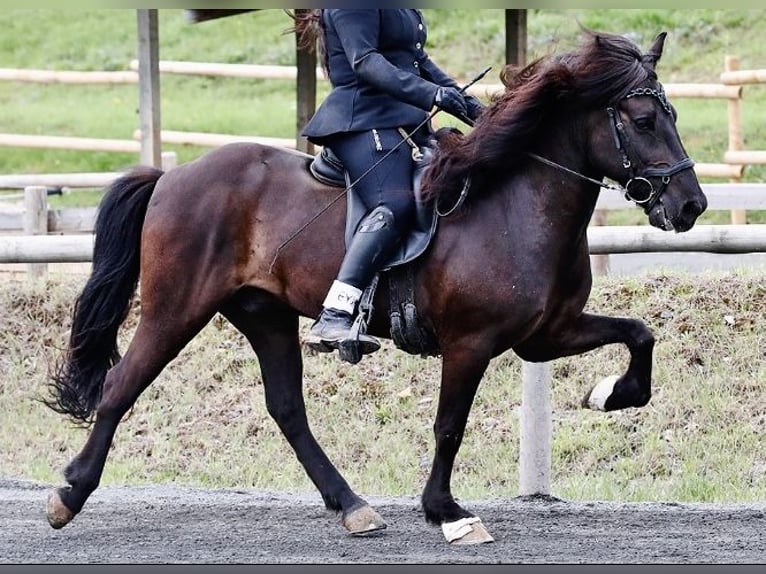 Islandpferd Wallach 14 Jahre 140 cm Rappe in Klingenberg am Main