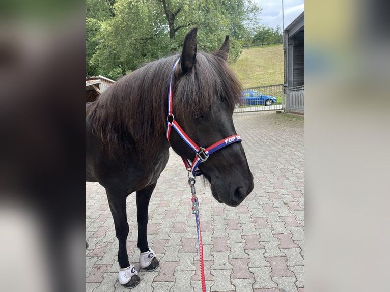Islandpferd Wallach 14 Jahre 140 cm Rappe in Klingenberg am Main