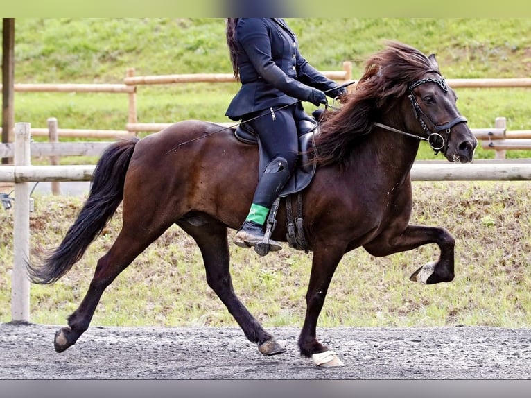 Islandpferd Wallach 14 Jahre 140 cm Rappe in Klingenberg am Main