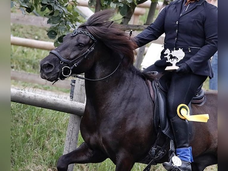 Islandpferd Wallach 14 Jahre 140 cm Rappe in Klingenberg am Main